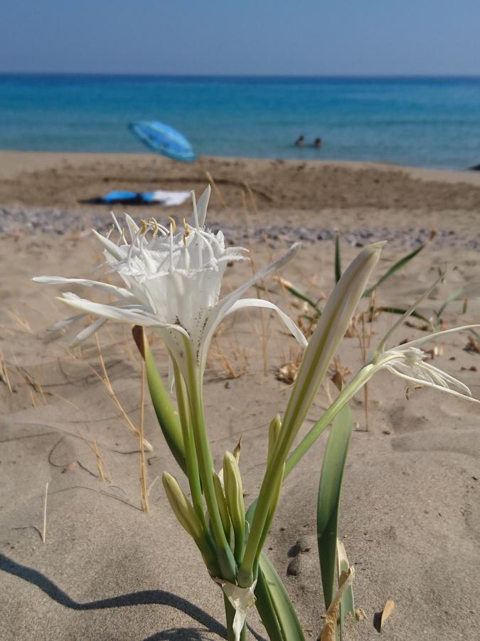 Villa Kalliopi Ιncreteble Cretan Resindences Collection Xerokampos  Eksteriør billede